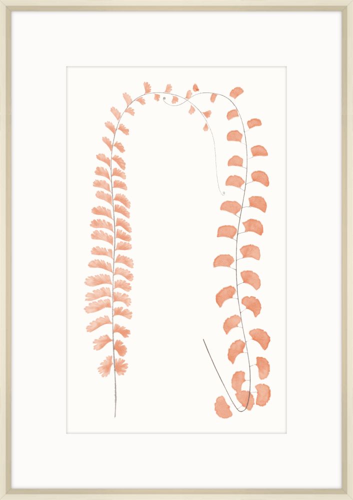 Adiantum Coral II