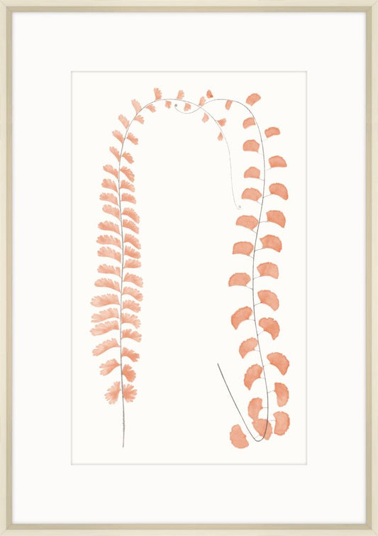 Adiantum Coral II