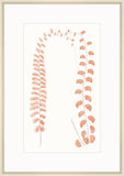 Adiantum Coral II