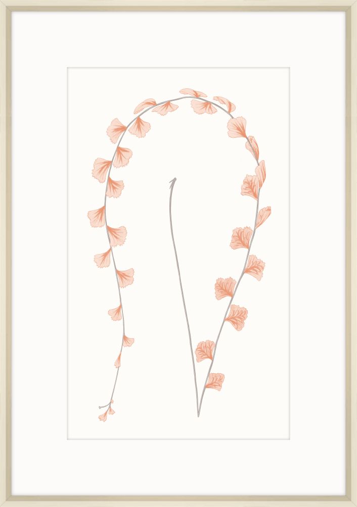 Adiantum Coral III