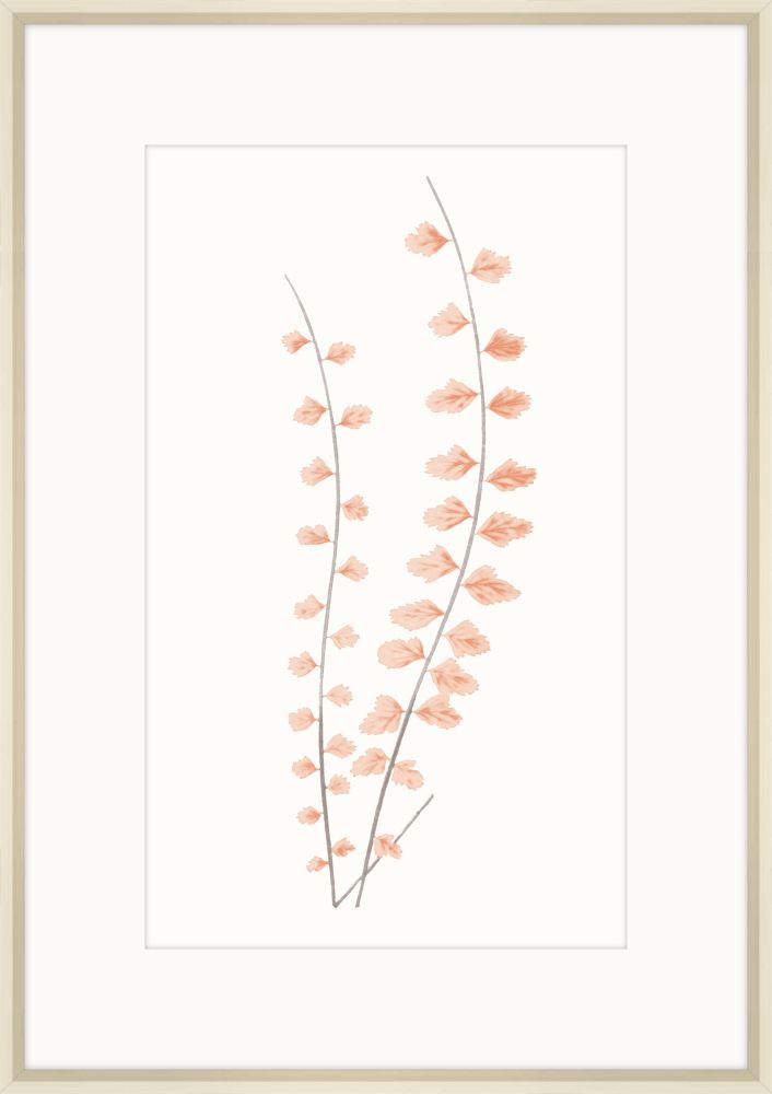 Adiantum Coral IV