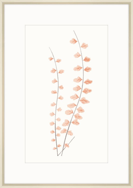 Adiantum Coral IV
