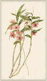 Orchid on Linen II
