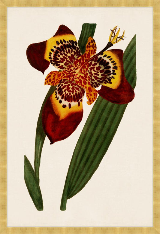 Botanique Rouges I