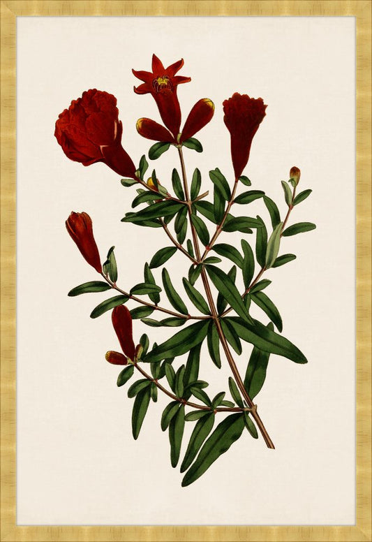 Botanique Rouges II