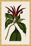 Botanique Rouges III