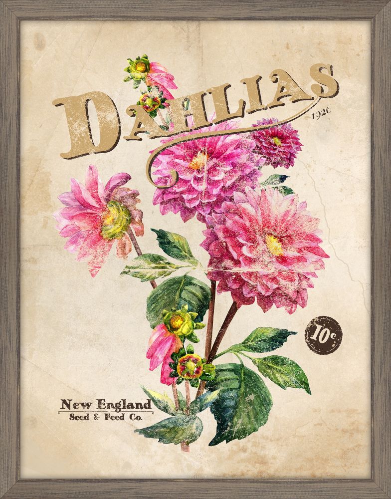 Seed Packet Dahlia