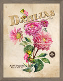 Seed Packet Dahlia