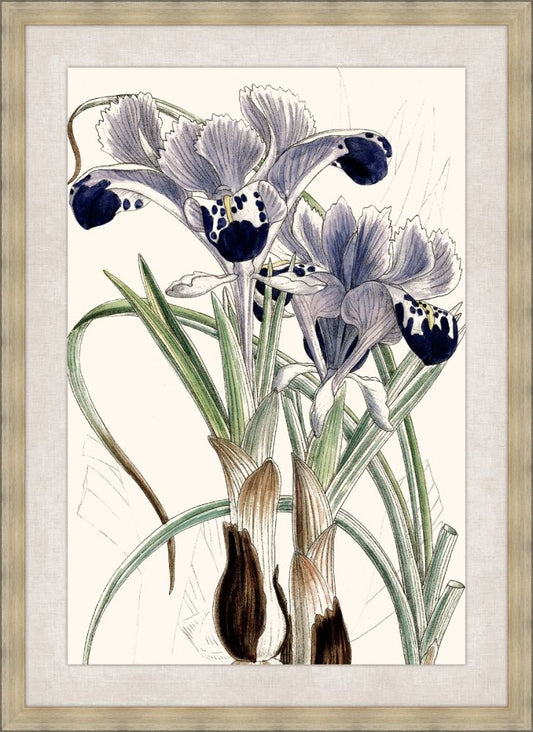 Wall Iris II