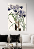 Wall Iris II Boxed Canvas