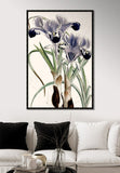 Wall Iris II Canvas