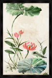 Lotus Garden II