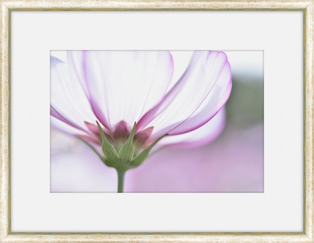 Flora Spectrum V