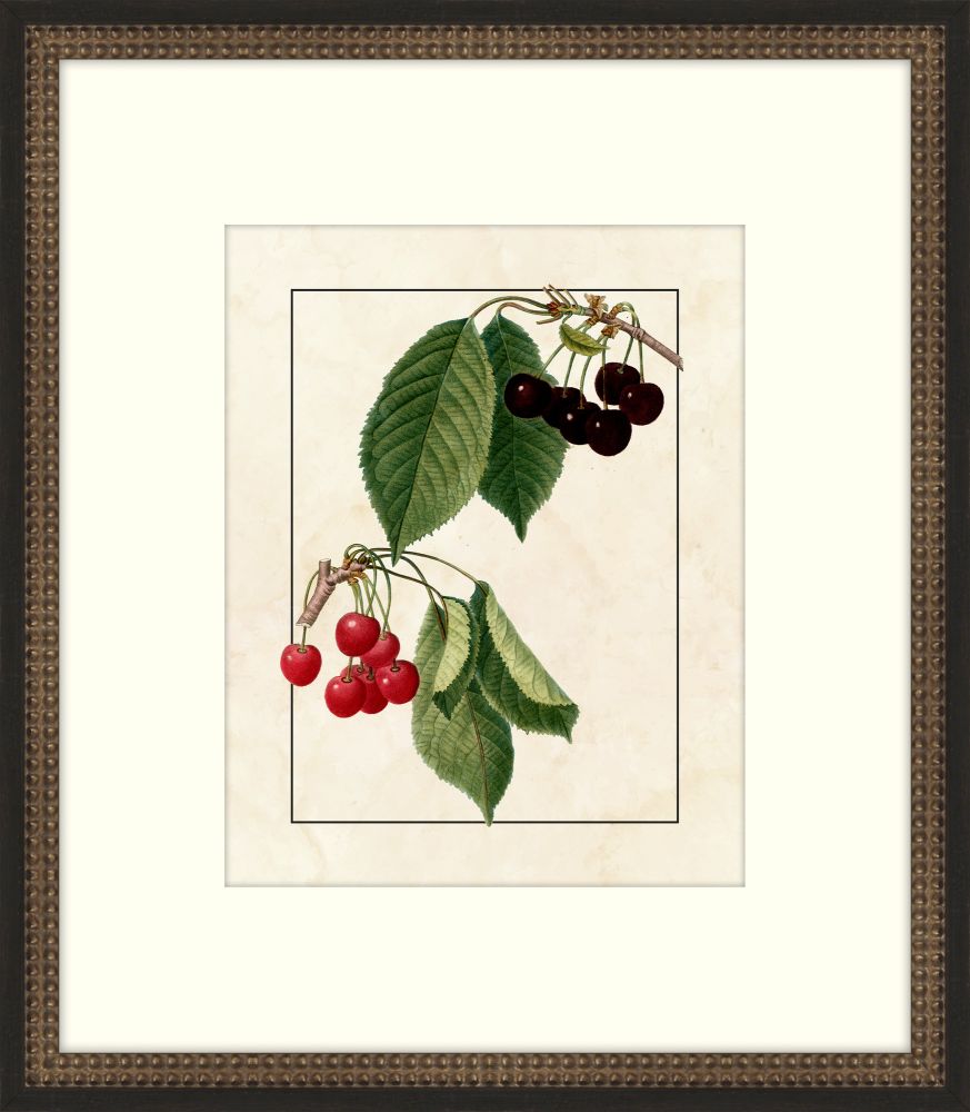 Redoute Cherries IV