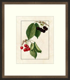 Redoute Cherries IV