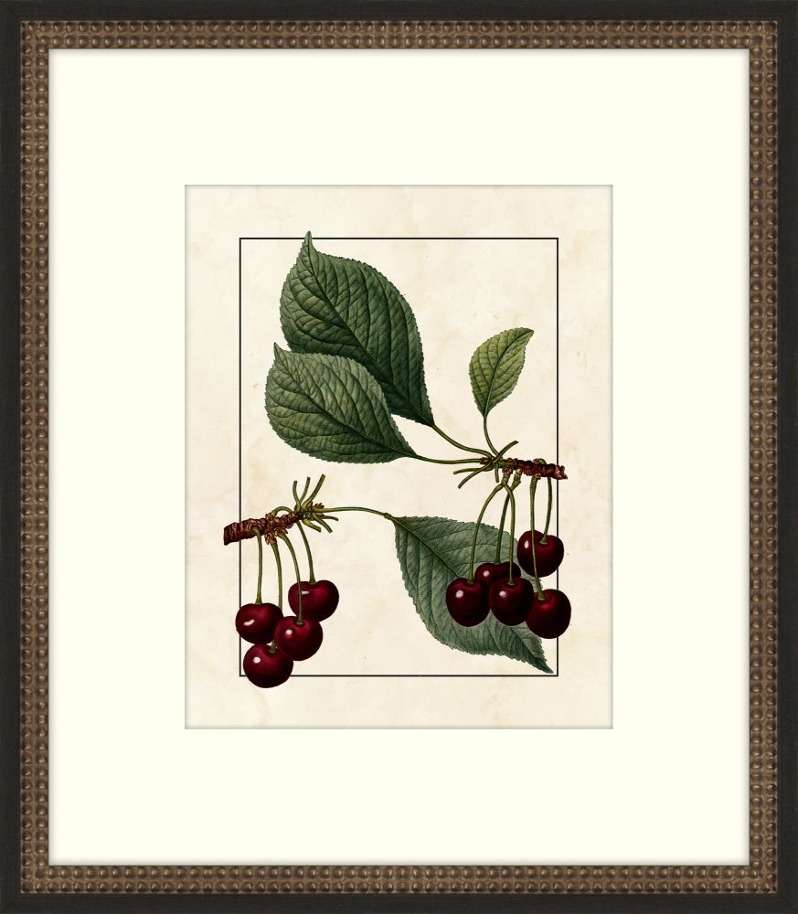 Redoute Cherries V