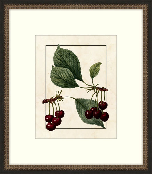 Redoute Cherries V