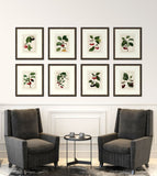 Redoute Cherries V