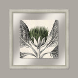 Arctium in Kale and Silver I