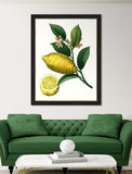 Citrus Branch I