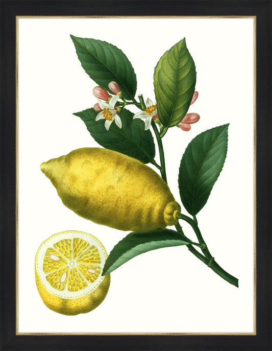 Citrus Branch I