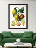 Citrus Branch II