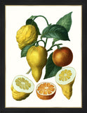 Citrus Branch II