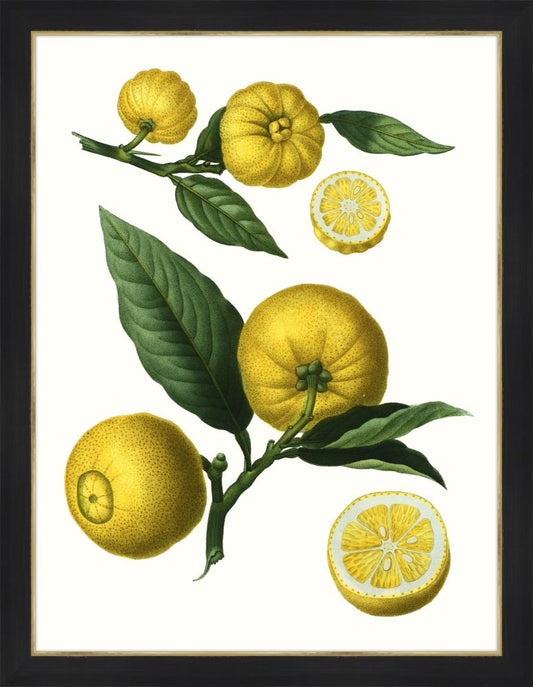 Citrus Branch III