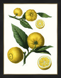 Citrus Branch III