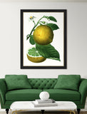 Citrus Branch IV