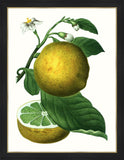 Citrus Branch IV