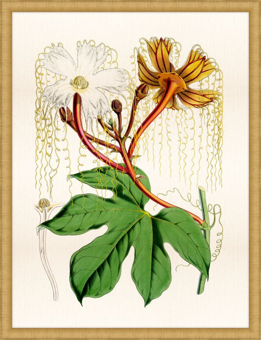 Tropical Vine II