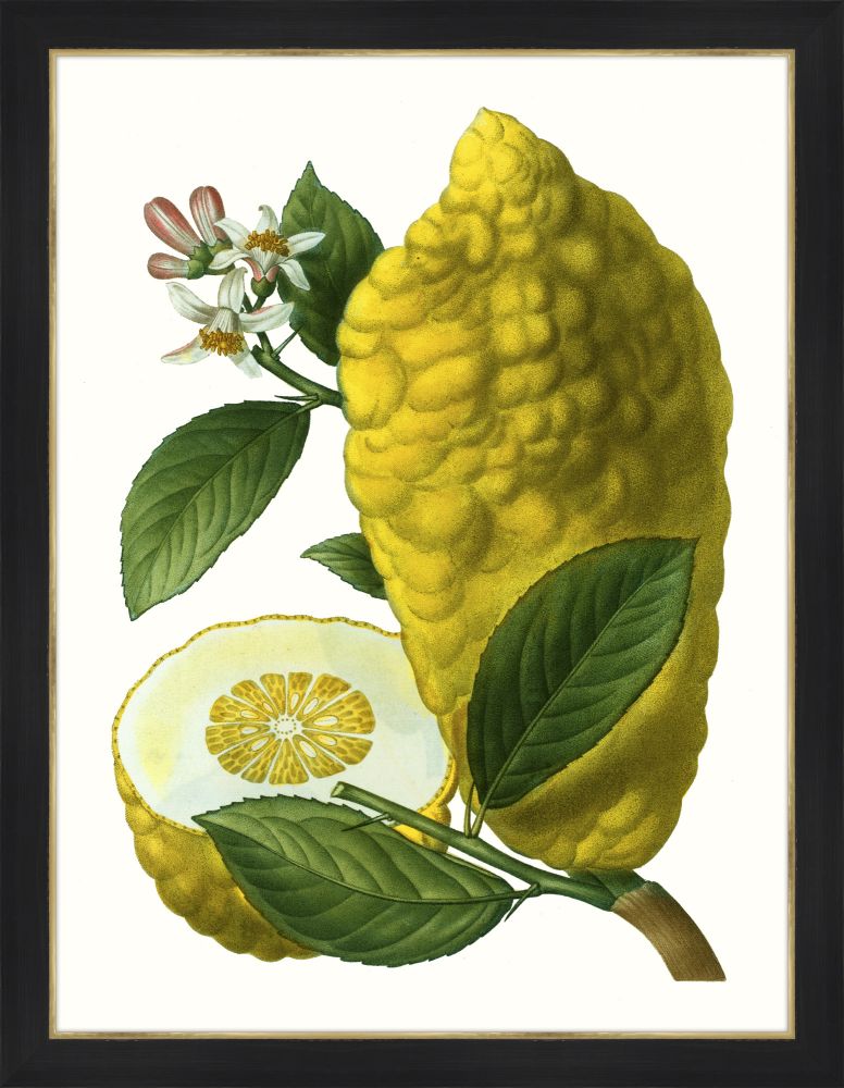 Citrus Branch V