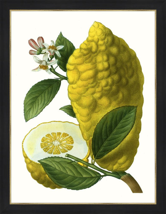Citrus Branch V