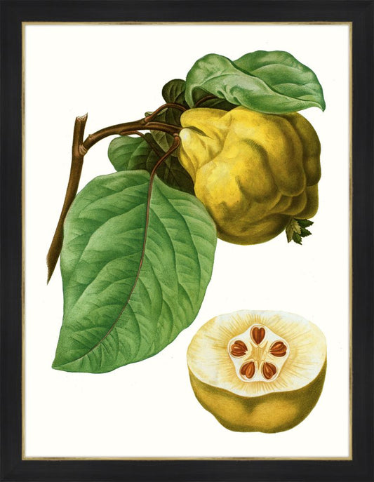 Citrus Branch VI
