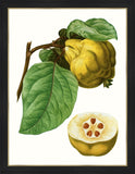 Citrus Branch VI