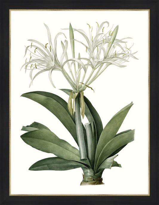 Amaryllis I