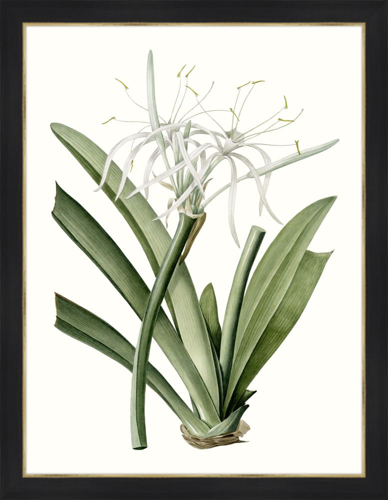 Amaryllis II