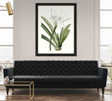 Amaryllis II
