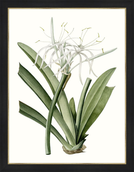 Amaryllis II