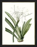 Amaryllis II