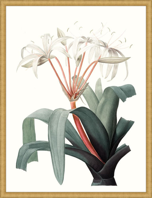 Coral Blooms II
