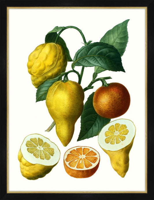 Citrus Branch II Petite