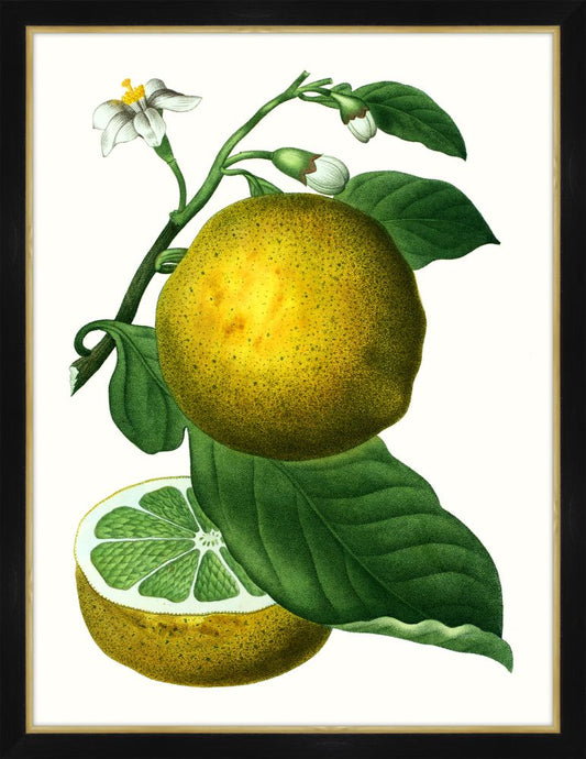 Citrus Branch IV Petite