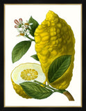 Citrus Branch V Petite