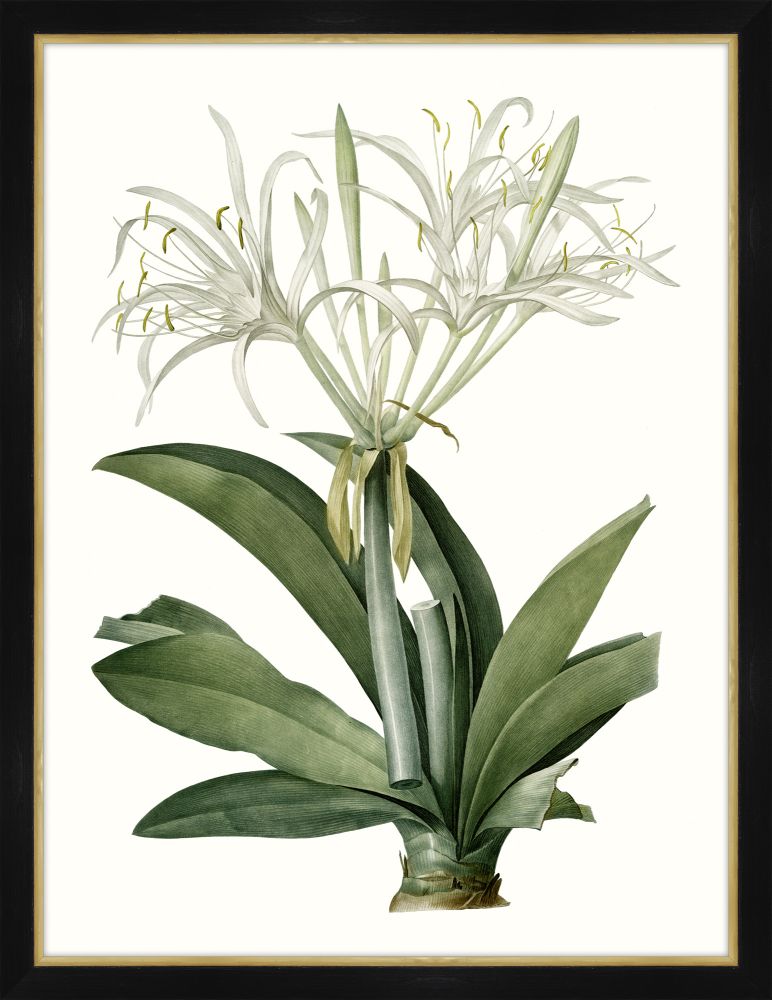 Amaryllis I Petite
