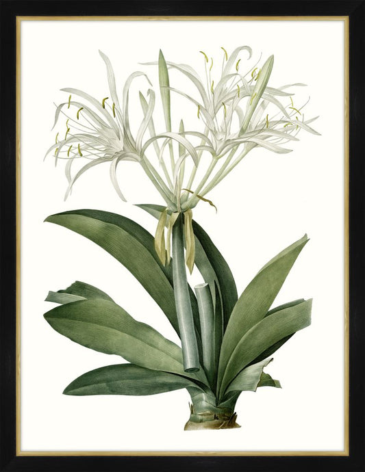 Amaryllis I Petite
