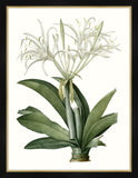 Amaryllis I Petite