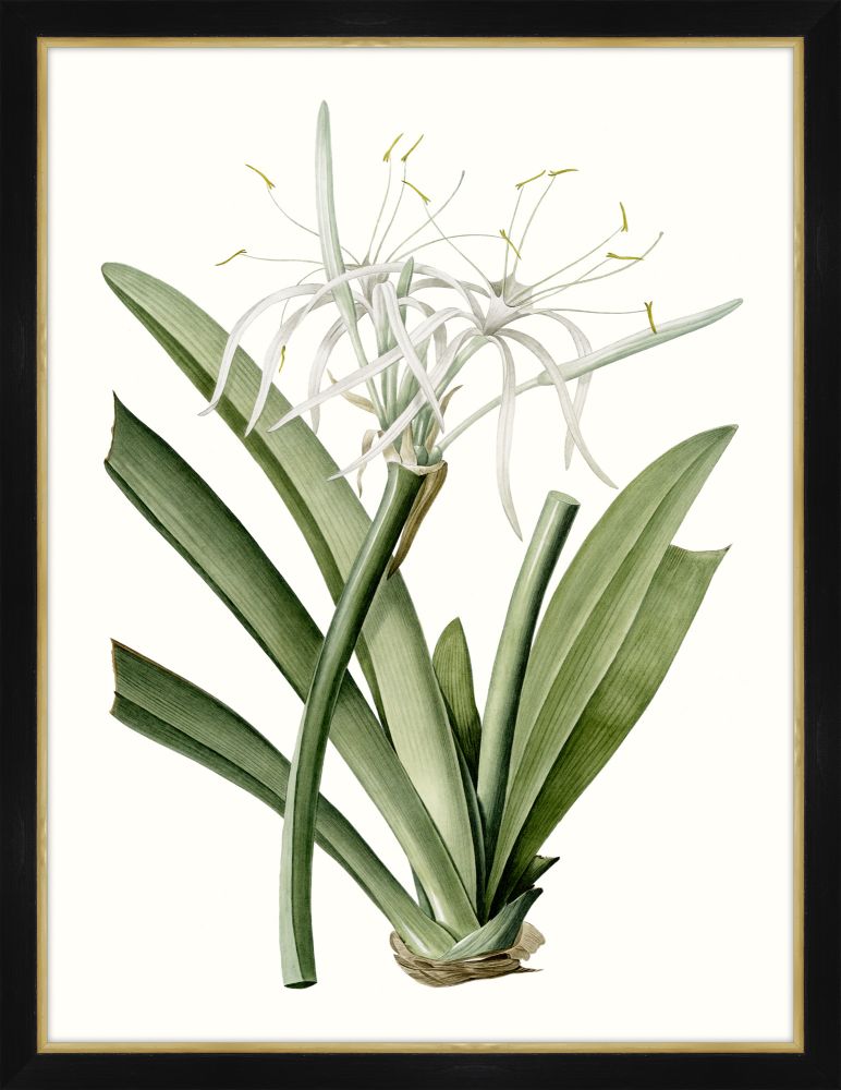 Amaryllis II Petite