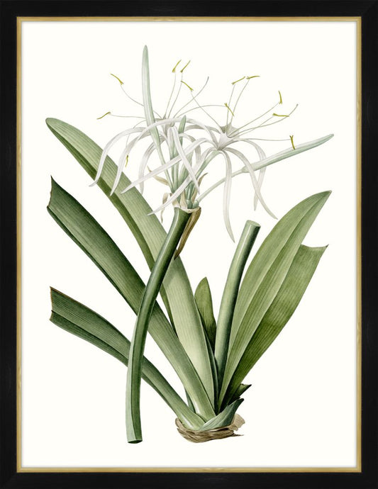 Amaryllis II Petite